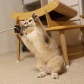 ブリティッシュショートヘア【大阪府・男の子・2025年5月8日・ゴールデンシェーデッド】の写真9