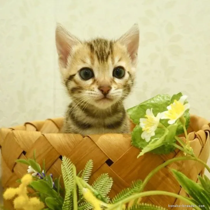 ID：2312-00127の子猫