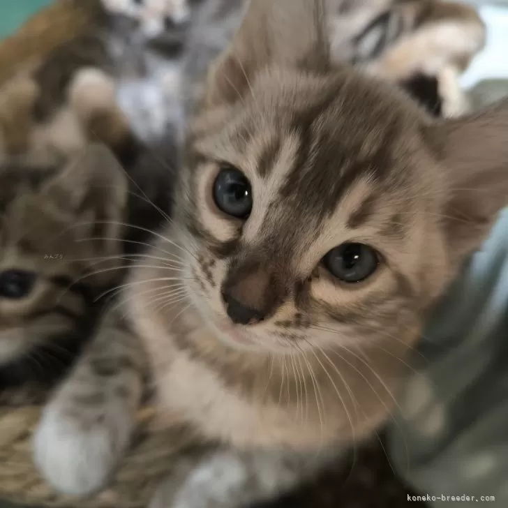 ID：2410-01161の子猫