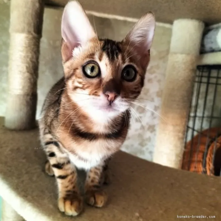 ベンガル【京都府・女の子・2023年7月18日・ブラウンスポテッドタビーロゼット】の写真1「10月31日撮った写真♪」