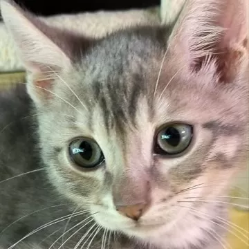 cat_img_1_thumb_mob_f08c182168