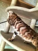 ベンガル【京都府・女の子・2023年7月18日・ブラウンスポテッドタビーロゼット】の写真3