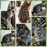 ベンガル【京都府・女の子・2023年7月18日・ブラウンスポテッドタビーロゼット】の写真5