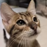 ベンガル【京都府・男の子・2025年6月8日・ブラウンスポティットタビー(ロゼット)】の写真10