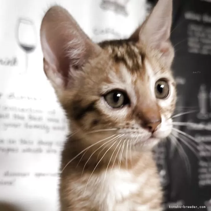 ID：2508-00180の子猫