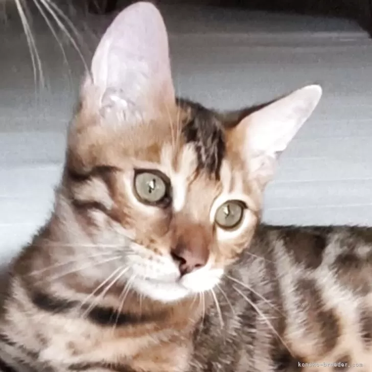 ベンガル【京都府・男の子・2025年6月8日・ブラウンスポティットタビー(ロゼット)】の写真1「体重 1.4kg」