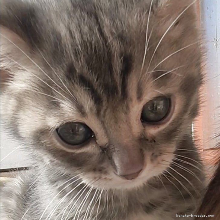 ブリーダー画像