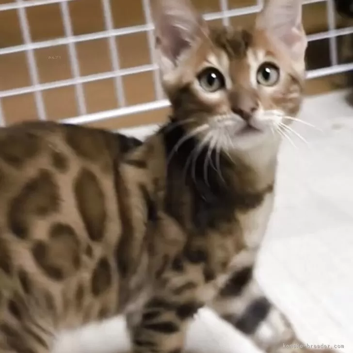 K.Ｉ 様のお迎えした子猫