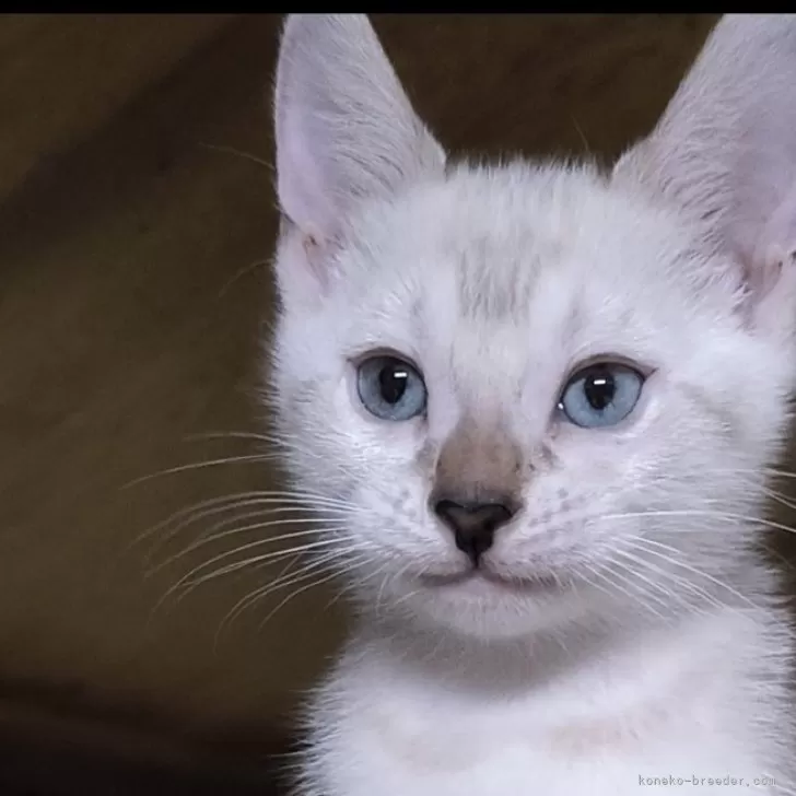 Shu 様のお迎えした子猫