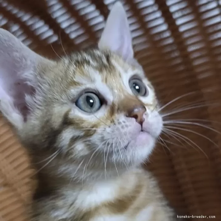 ID:2508-00128の子猫
