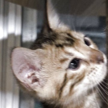 ベンガル【京都府・男の子・2025年8月9日・ブラウンスポティットタビーロゼット(ロゼット)（シルキータッチ）】の写真「遊び大好きな男の子😽」