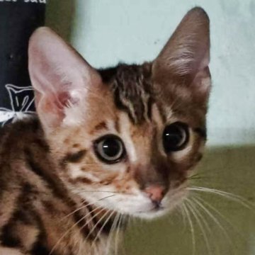 ベンガル【京都府・男の子・2025年8月9日・ブラウンスポティットタビーロゼット(ロゼット)（シルキータッチ）】の写真「遊び大好きな男の子😽」