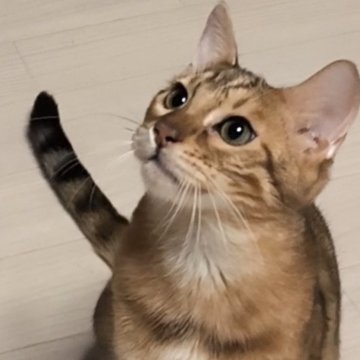 ベンガル【京都府・男の子・2025年7月15日・ブラウンスポティットタビーロゼット(ロゼット)（シルキータッチ）】の写真「遊び大好きな男の子😽」