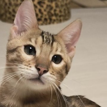 ベンガル【京都府・男の子・2025年7月15日・ブラウンスポティットタビーロゼット(ロゼット)（シルキータッチ）】の写真「遊び大好きな男の子😽」