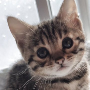 ベンガル【京都府・女の子・2025年11月15日・ブラウンスポティットタビーロゼット(グリッター有)（シルキータッチ）】の写真「穏やかな性格で甘えん坊ちゃん♪」