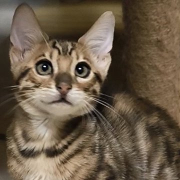 ベンガル【京都府・男の子・2025年8月9日・ブラウンスポティットタビーロゼット(グリッター有)（シルキータッチ）】の写真「丸顔の愛らしい甘えん坊さん♪」