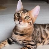 ベンガル