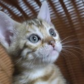 ベンガル