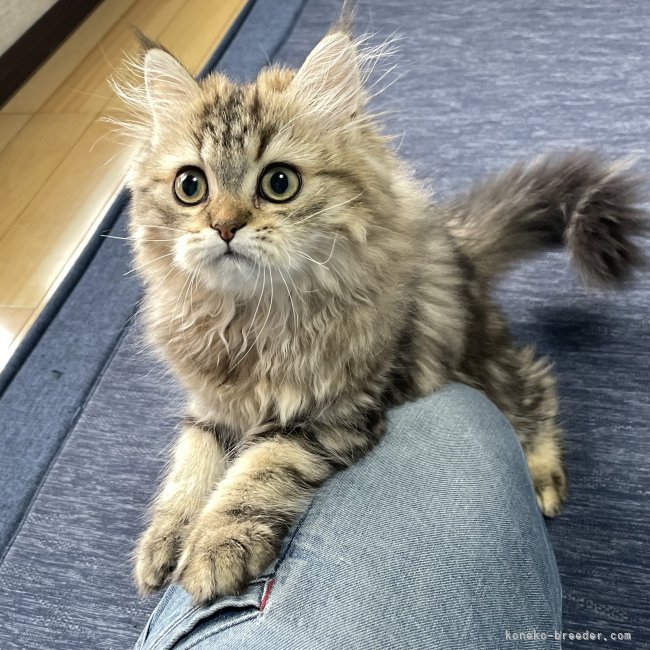 冨岡利枝ブリーダーのブログ：『らうん』♂独特の猫じゃらしさばき♪