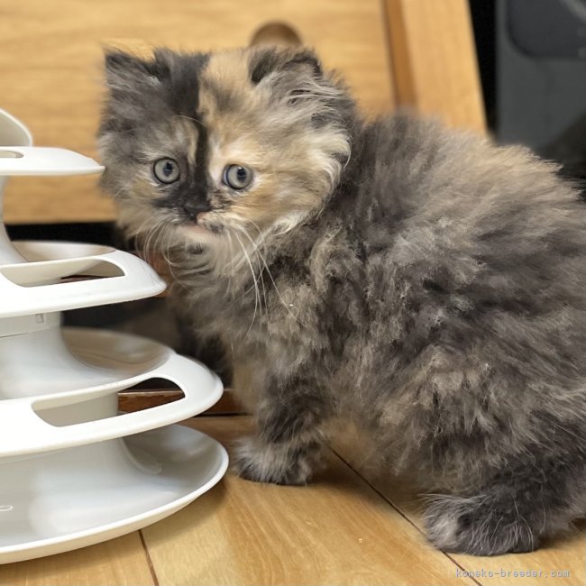 冨岡利枝ブリーダーのブログ：『ちゃくま』♀🐾ご予約いただきました♪