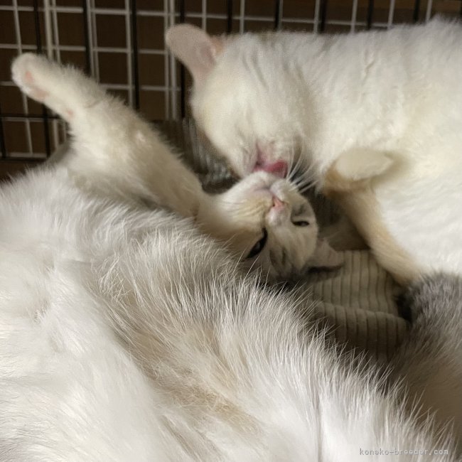 冨岡利枝ブリーダーのブログ：甘えん坊✨🫶✨