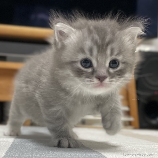 冨岡利枝ブリーダーのブログ：『トム』♂ご予約いただきました♪