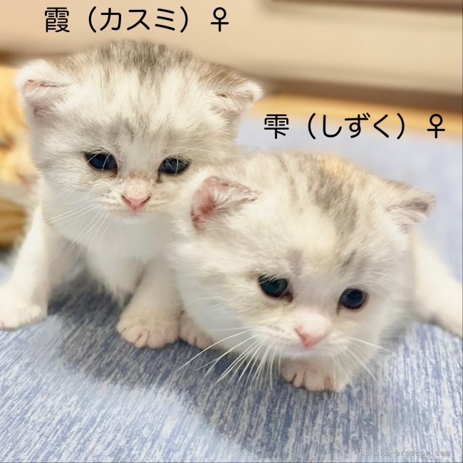 冨岡利枝ブリーダーのブログ：らておベビー🐾名前が決まりました♪♪✨👏✨