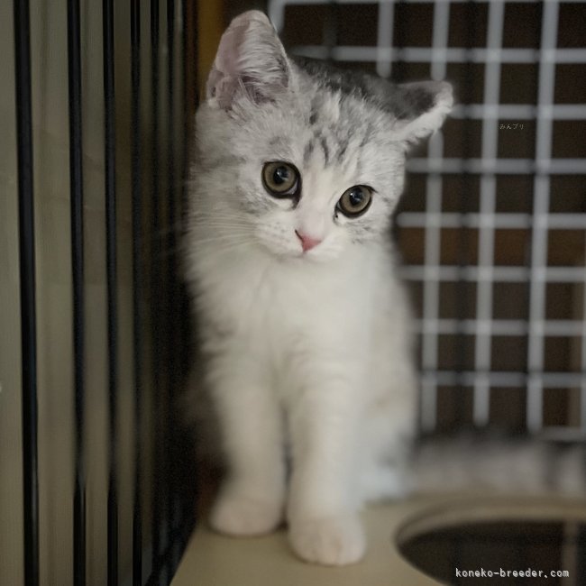 冨岡利枝ブリーダーのブログ：『らてお』ベビー🐾そっくり姉妹