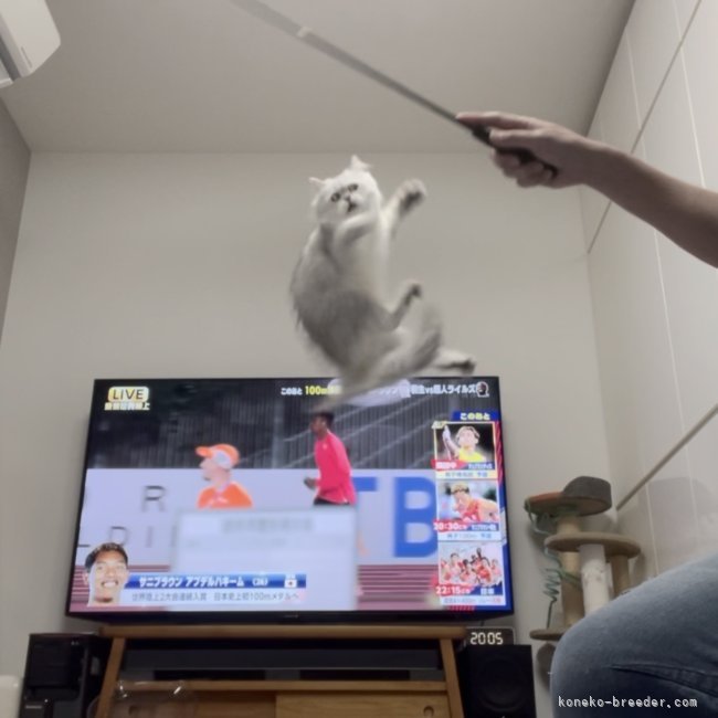 冨岡利枝ブリーダーのブログ：【動物愛護週間】リード散歩は適正か？