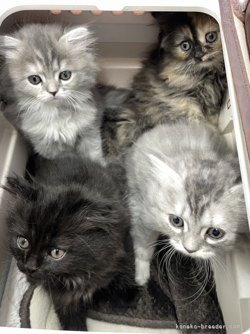 冨岡利枝ブリーダーのブログ：『くのいち』『てん』ベビー🐾マイクロチップ装着