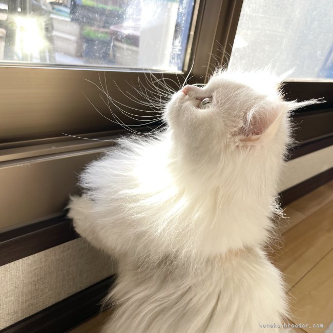 冨岡利枝ブリーダーのブログ：✨beautiful  pretty✨