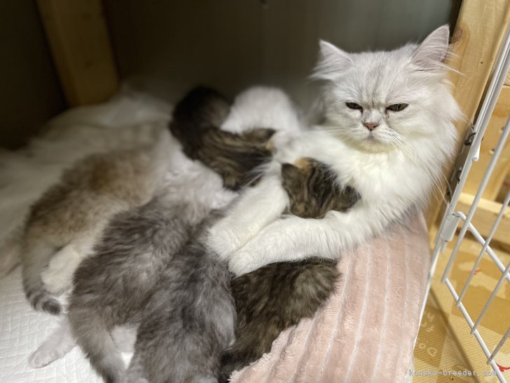 冨岡利枝ブリーダーのブログ：【動物愛護週間】室内飼養におけるケージ飼いと動物福祉