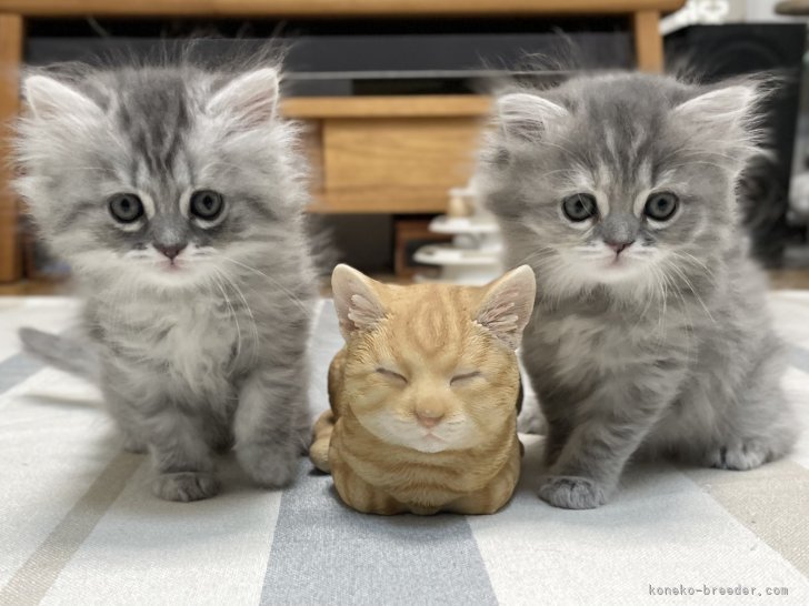 冨岡利枝ブリーダーのブログ：『るしま』♀&ﾏｲｹﾙ😺& 『ししま』♂