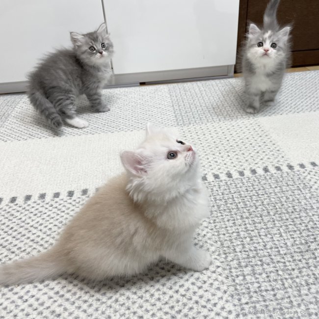 冨岡利枝ブリーダーのブログ：あと1週で解禁🐾『てん』ベビー♪