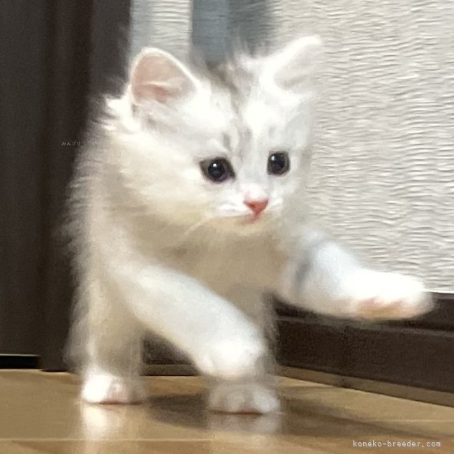 冨岡利枝ブリーダーのブログ：みるおベビー✨🐥✨