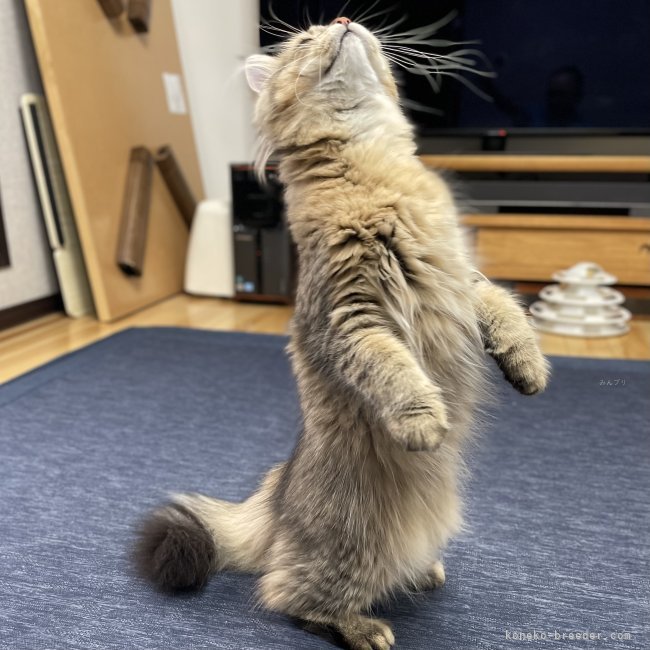 冨岡利枝ブリーダーのブログ：長足でも立派なスタンディング🐾『ゴッツン』♂