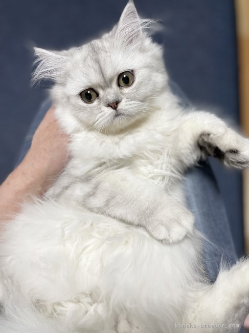 冨岡利枝ブリーダーのブログ：お手入れ後✨