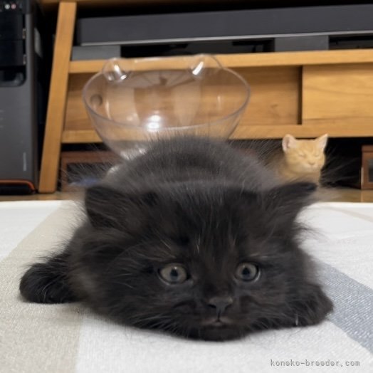 冨岡利枝ブリーダーのブログ：TAREPANDA⁈