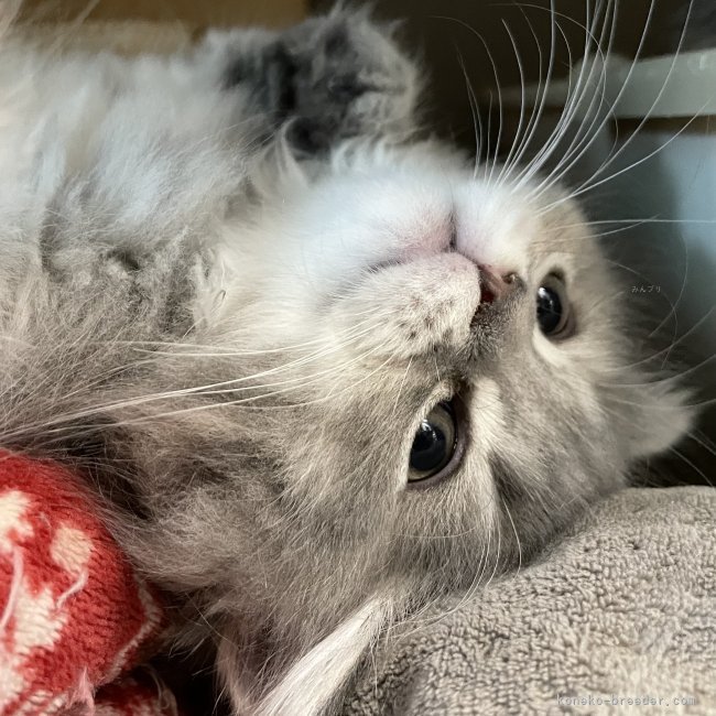 冨岡利枝ブリーダーのブログ：今日は『ししま』♂のお迎え♪