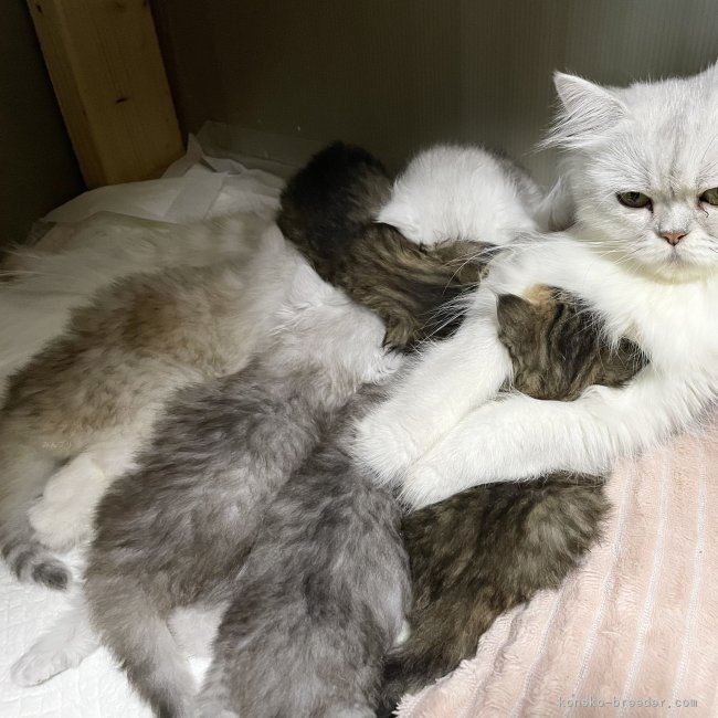 冨岡利枝ブリーダーのブログ：子猫布団❤️