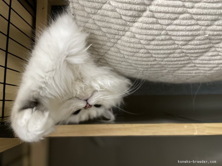 冨岡利枝ブリーダーのブログ：おはようと　今日も上から　顔を出す