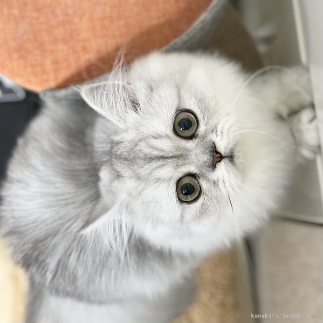 冨岡利枝ブリーダーのブログ：『ヨッチ』♀✨