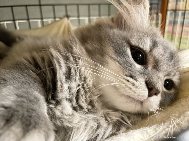 冨岡利枝ブリーダーのブログ：ハンモック🐾『アオト』♂