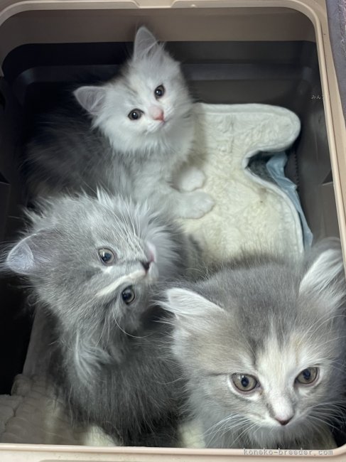 冨岡利枝ブリーダーのブログ：みるおベビー🐾マイクロチップ装着♪