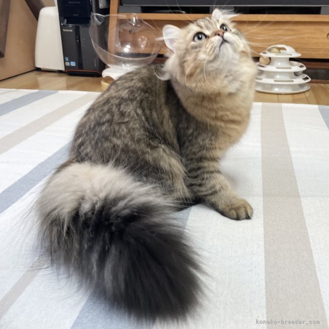 冨岡利枝ブリーダーのブログ：『ゴッツン』♂