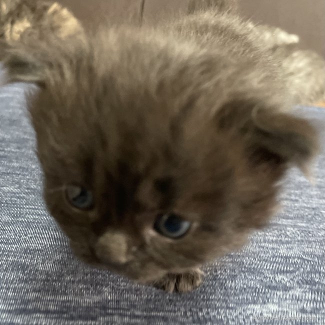 冨岡利枝ブリーダーのブログ：くのベビー✨🐥✨