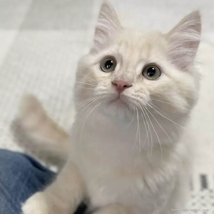 ID:2311-00375の子猫