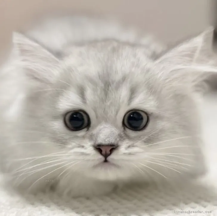 ID:2309-00620の子猫
