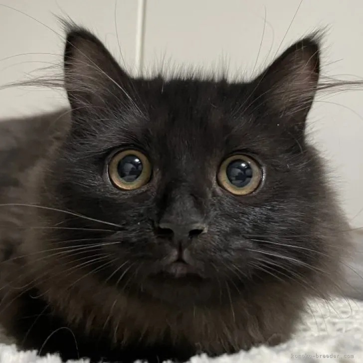 ID：2305-01048の子猫