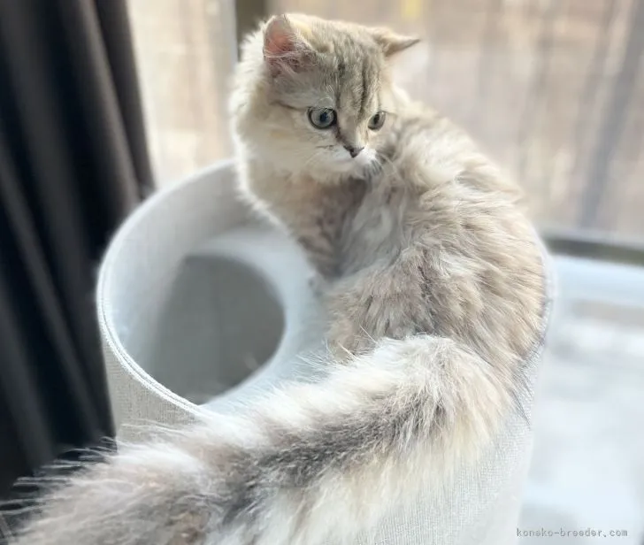 ID：2202-01434の子猫